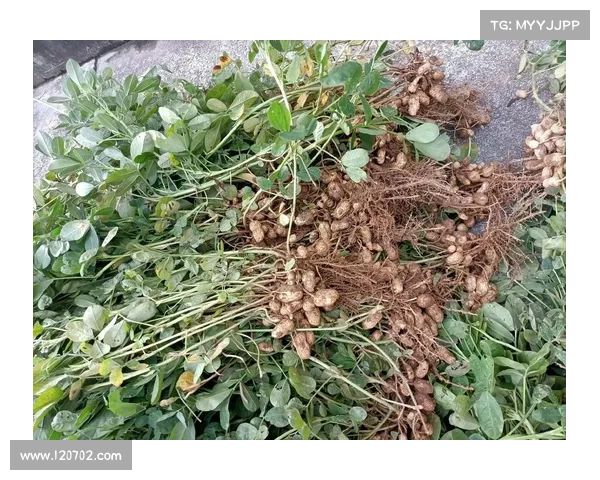 花生镇简单攻略_花生小镇房价:花生镇攻略指南:轻松游览嬉哈故地 花生镇简单攻略_花生小镇房价:花生镇攻略指南:轻松游览嬉哈故地